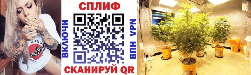 мориарти Telegram  где купить наркоту  Магас  Канабис марихуана  MEGA ССЫЛКА 